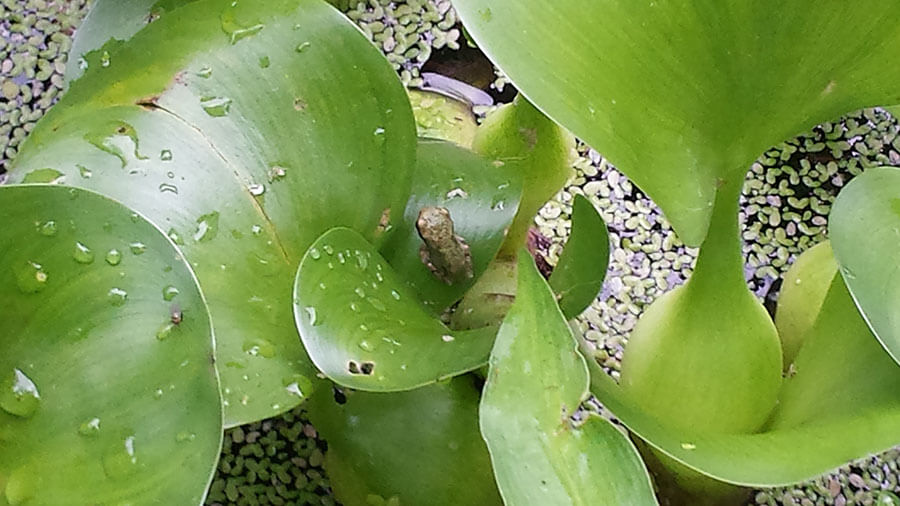 Tiny Baby Tree Frogs Archives - Yalobusha Farms