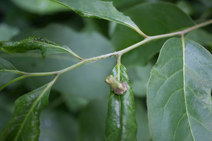 Tiny Baby Tree Frogs - Yalobusha Farms