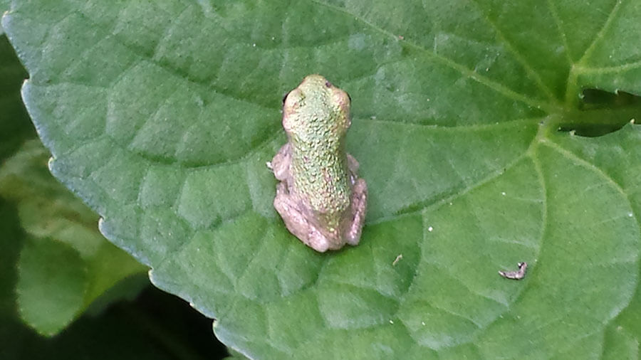 Cute Baby Tree Frogs 