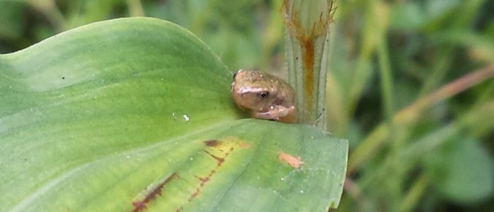 tiny baby tree frog on grass