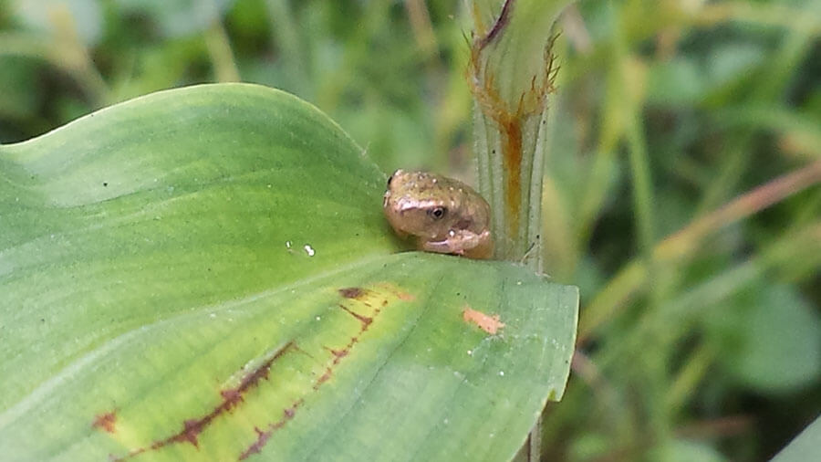 tiny baby tree frog on grass