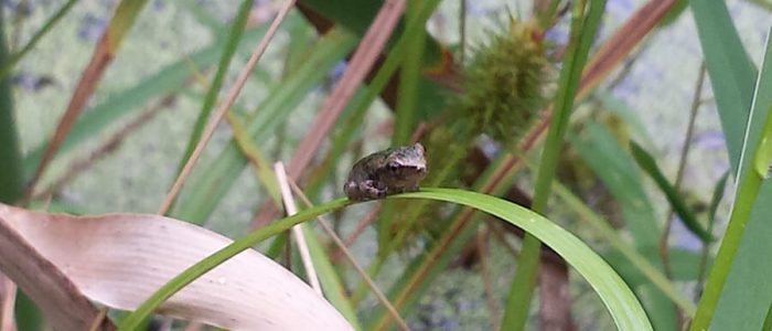 baby-tree-frog-grass-on blade of sedge