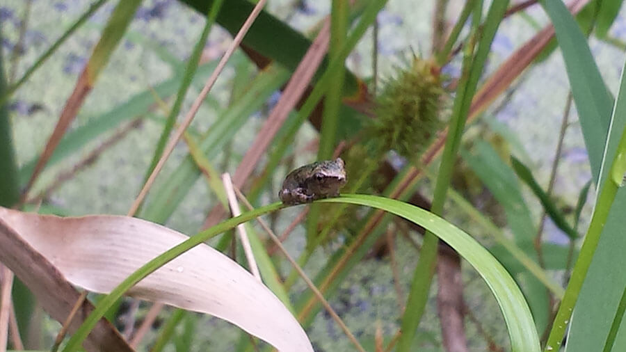 baby-tree-frog-grass-on blade of sedge