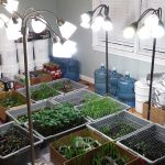 seedlings-in-dining-room