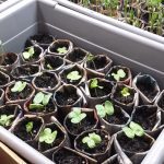 seedlings-nanking-brown-cotton