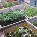 seedlings-ready-to-transplant
