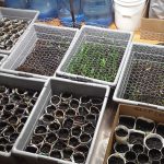 seedlings-week-one