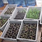 seedlings-week-two