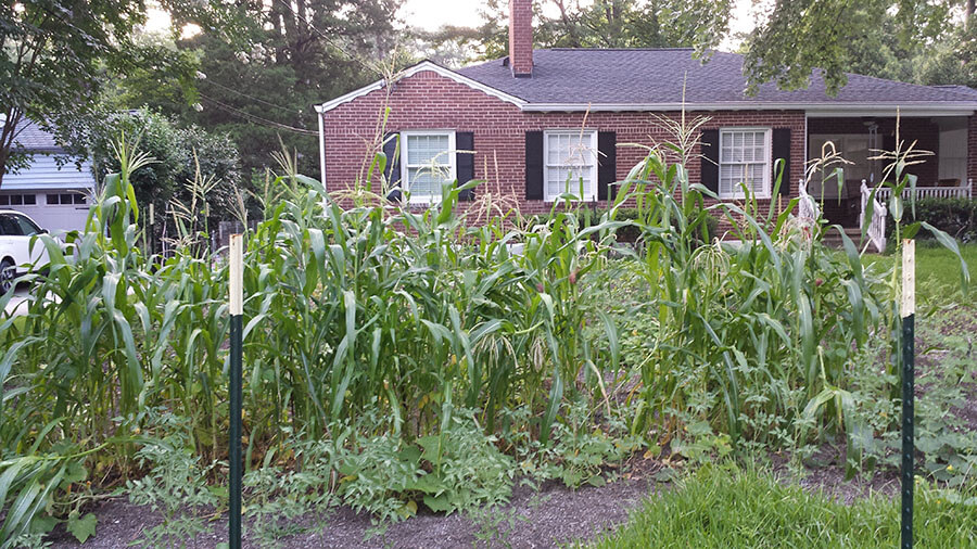 Native-American Corn grew well at first.