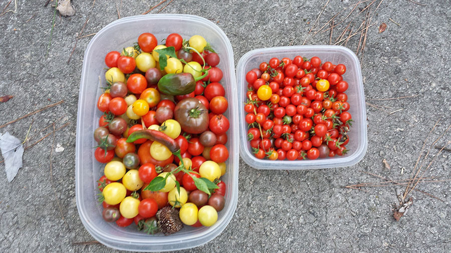 Tomatoes of different heirloom varieties.