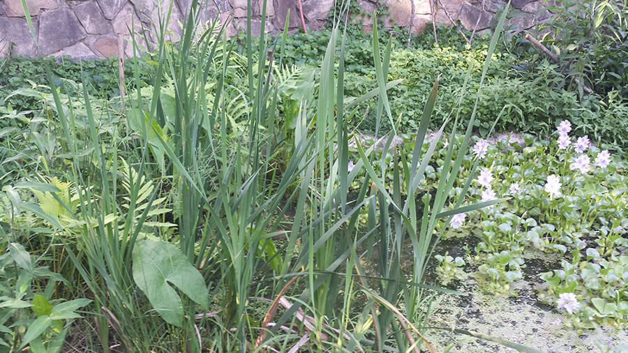 Arrowleaf arum, cattails, iris, water hyacinth, duckweed, fern
