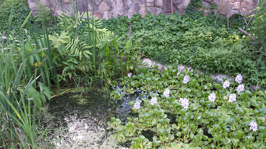 The pond in high summer was filled with in aquatic plants and surrounded by flowers for pollinator insects.