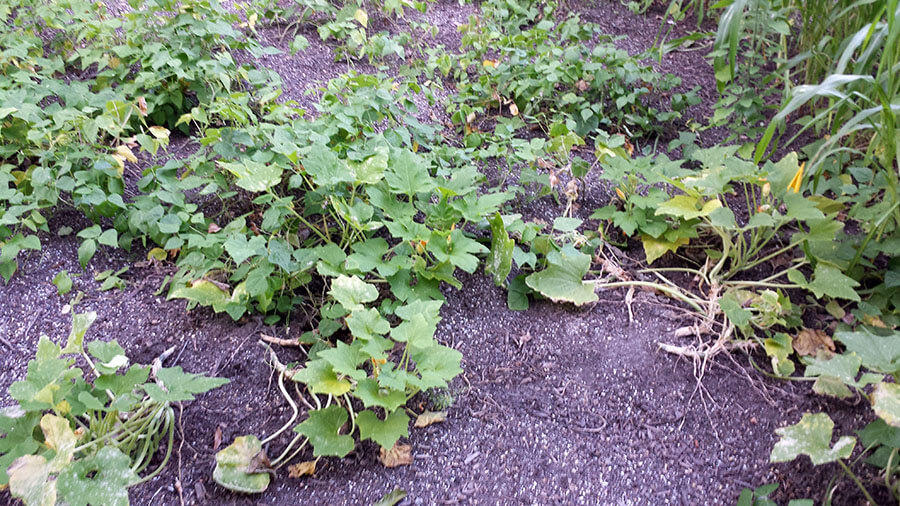 Squash plants attacked by rabbits that chew the plant at the base.