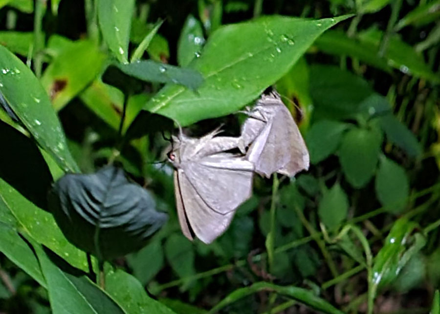 20210527-moths-mating-2