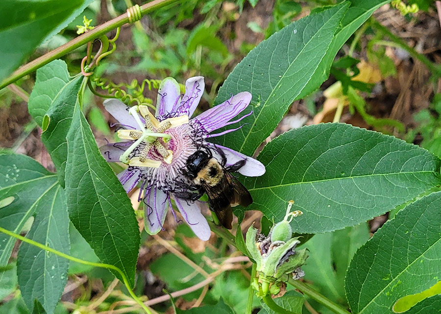 20220625-bumblebee-passion-flower