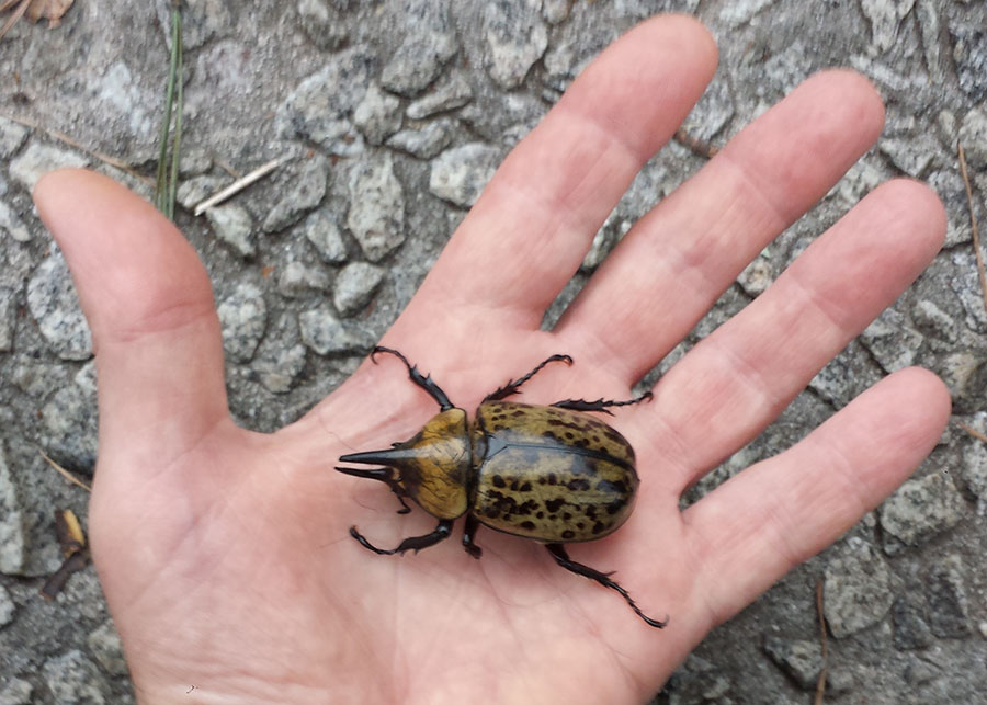 20180714-rhinoceros-beetle