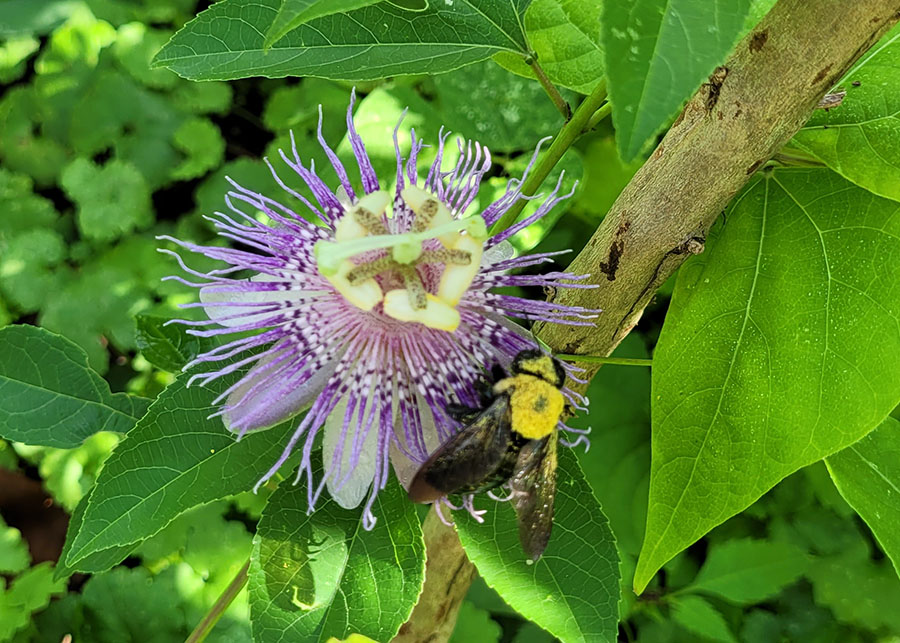 20220701-passionflower-bumblebee