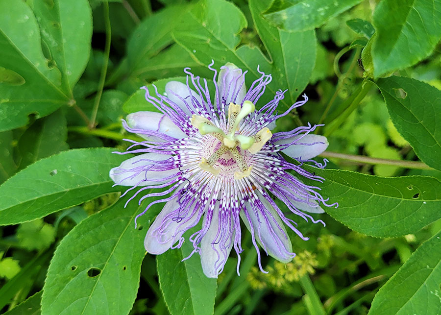 20220712-passionflower