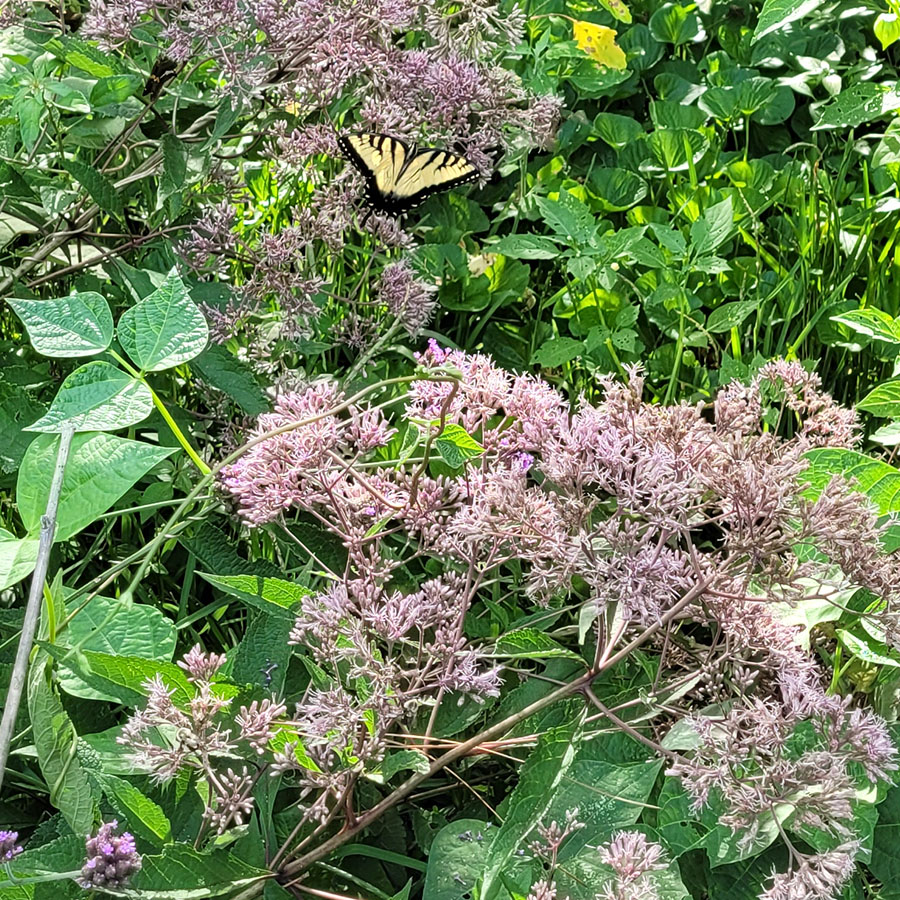 20220724-swallowtail-butterfly on joe pye weed and Cherokee black bean
