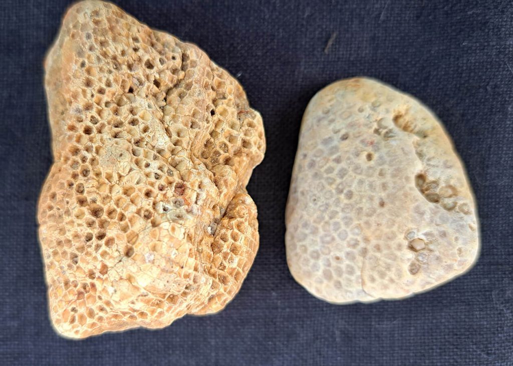 ms-chert-gravel-fossils-paleo-rugose-corals