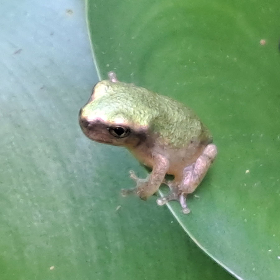 baby-tree-frog-20230826