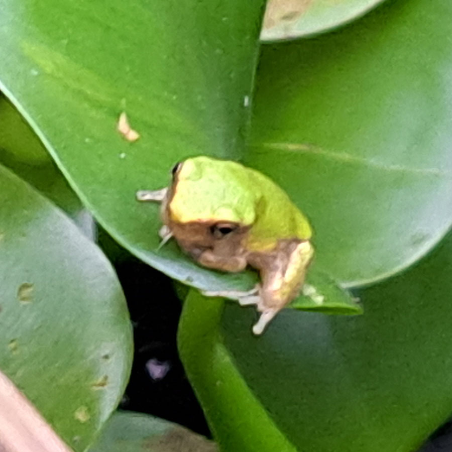 baby-tree-frogs-20230822-2