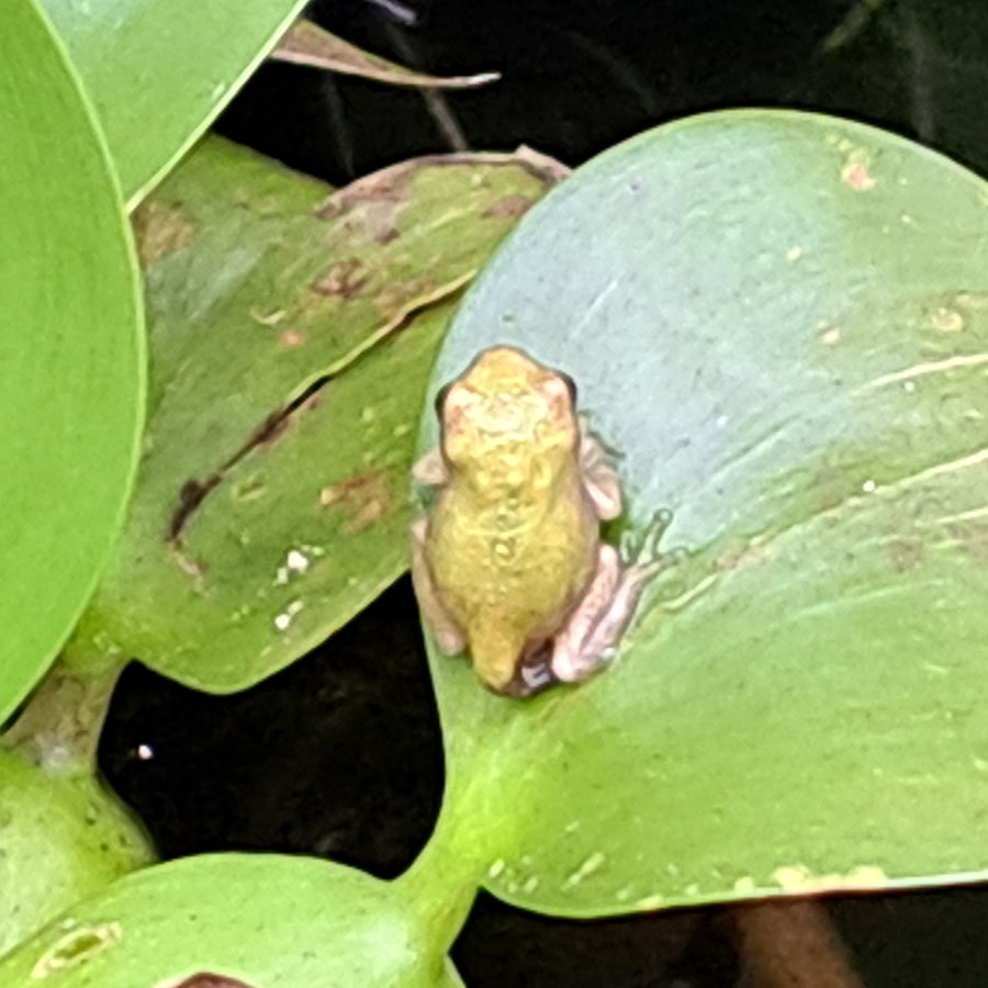 baby-tree-frogs-20230822