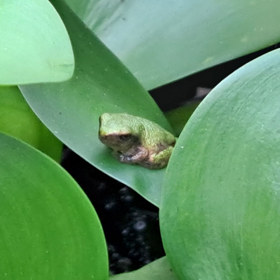 baby-tree-frogs-20230823-2