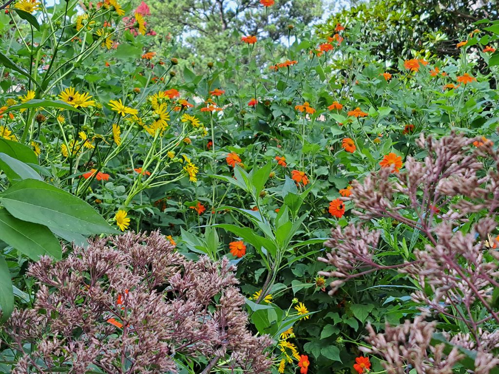 pollinator meadow native plants