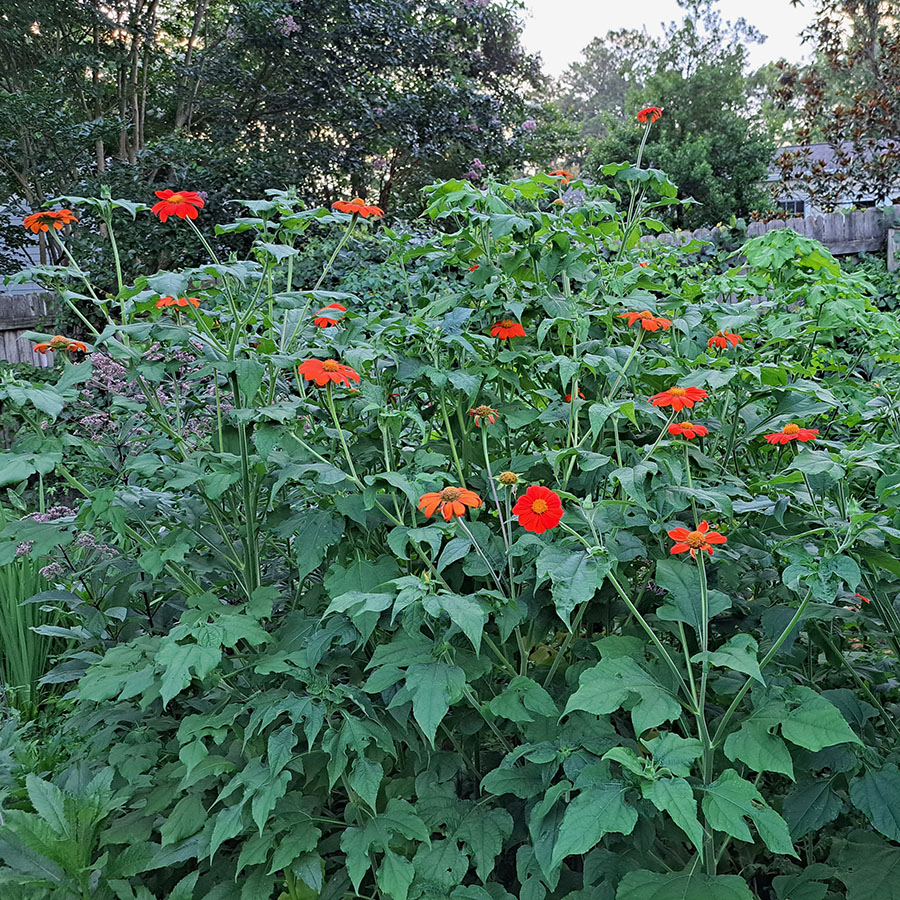 mexican-sunflower-20230711