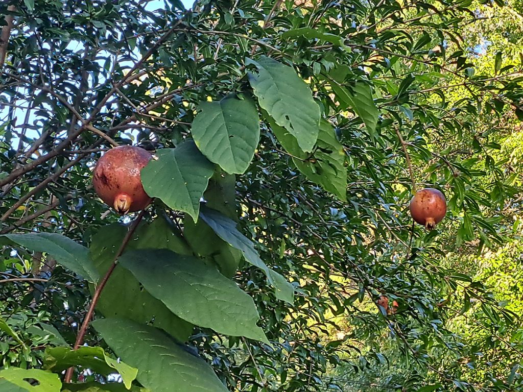 pomegranates-20231002