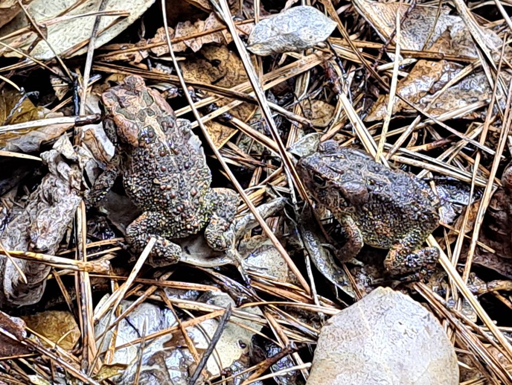 southern-toads-20231113-c-1200