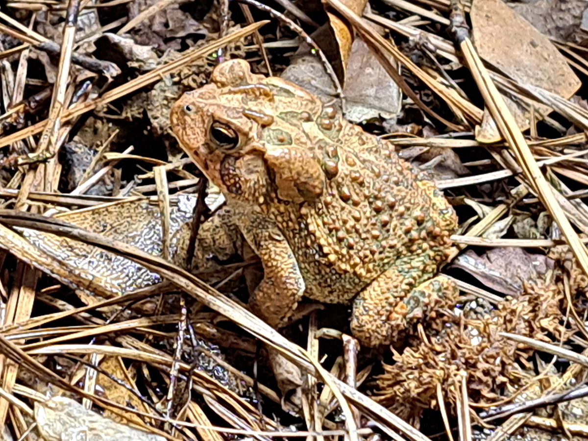 southern-toads-20231201-1200