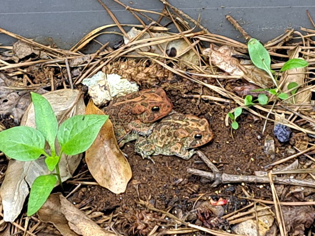 southern-toads-20231201-c-1200