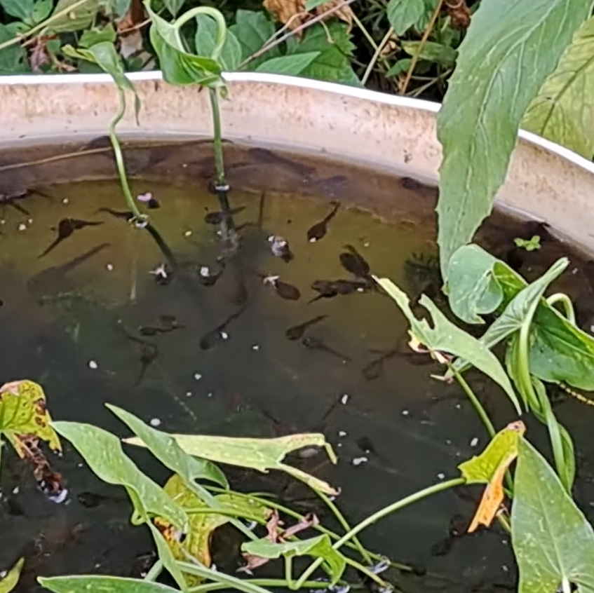 tadpoles-treefrog-swimming-2023