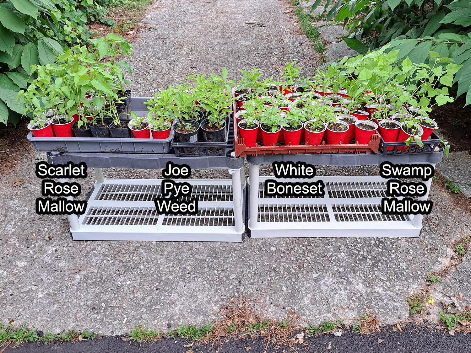 free-native-pollinator-wildflower-perennials