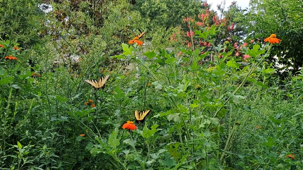 eastern-tiger-swallowtails-on-tithonia-alt