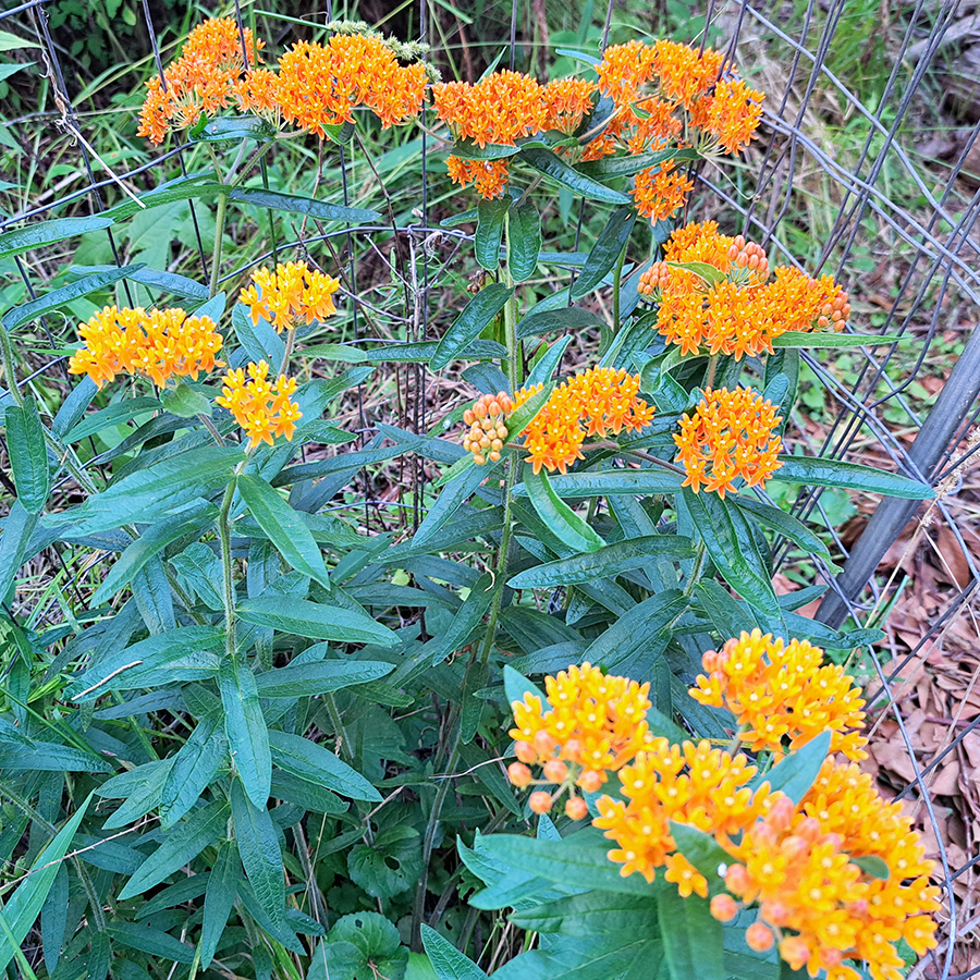 swamp-milkweed-20240528-900