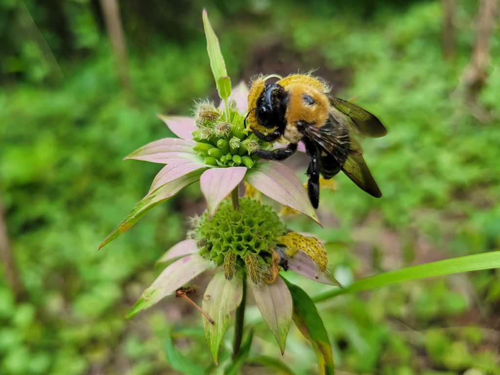 carpenter-bee-on-bee-balm