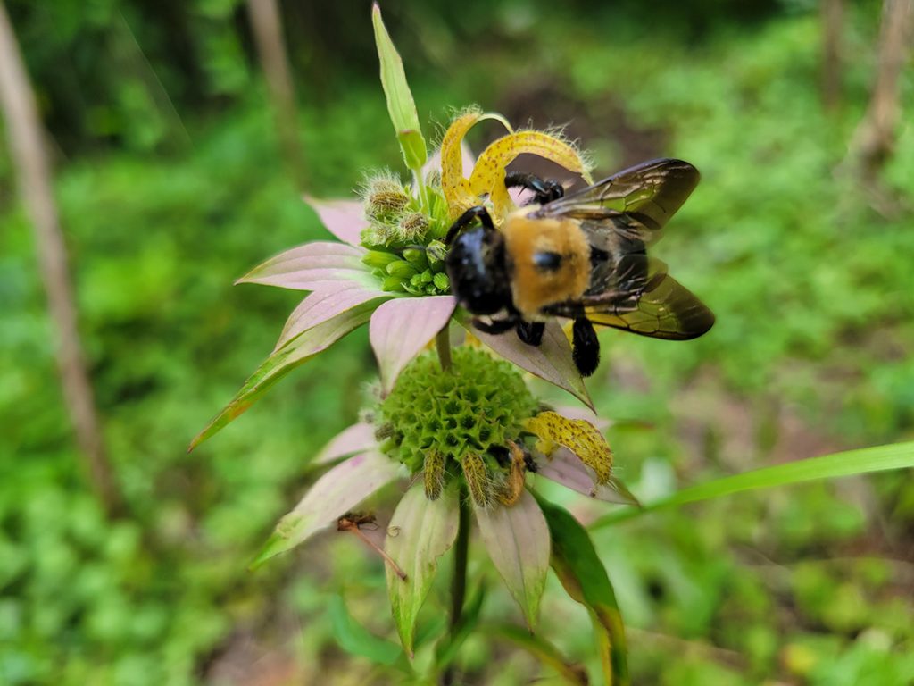 carpenter-bee-on-bee-balm-2