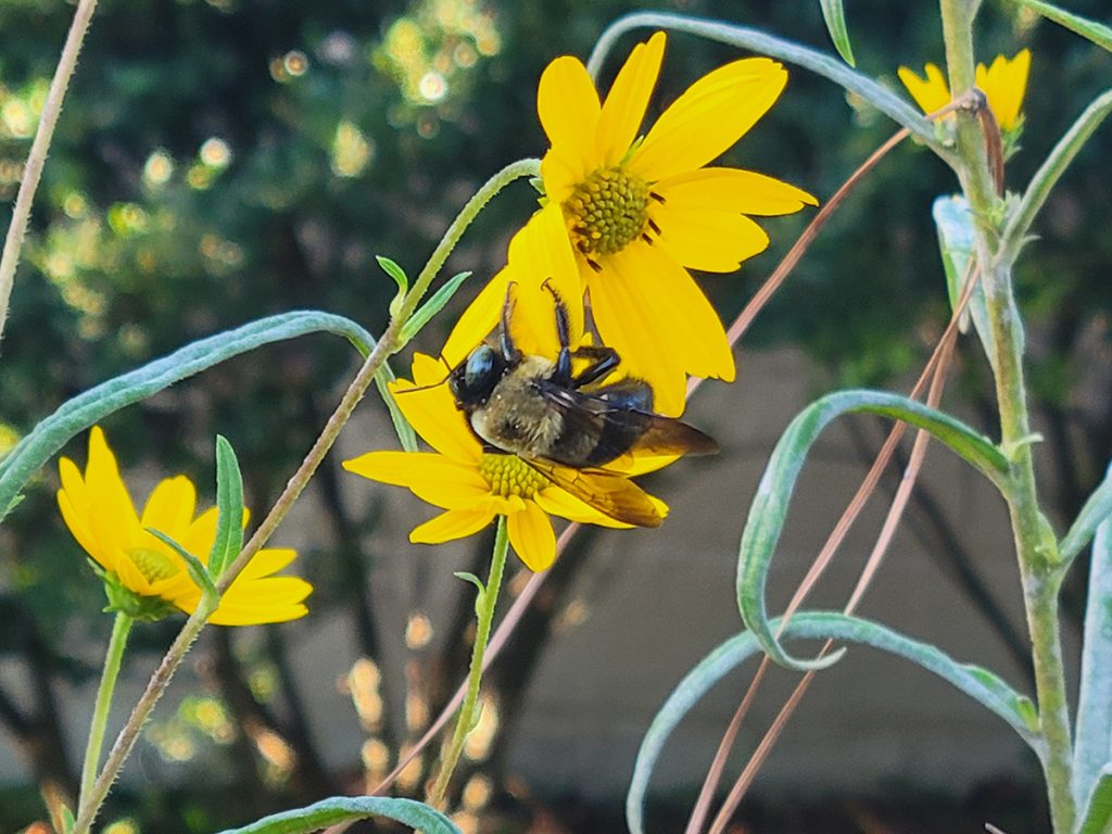 carpenter-bee-swamp-sf-20241011