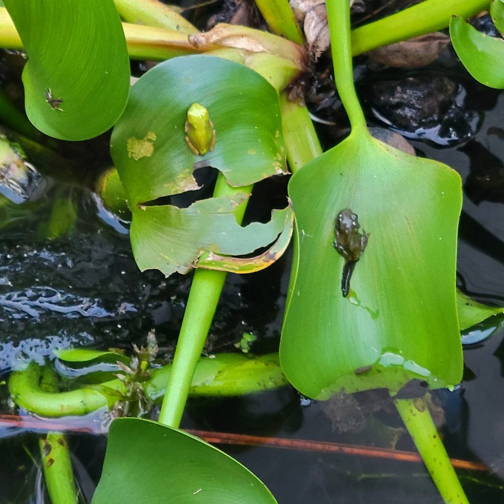 copes-gray-treefrog-tadpoles-20240811