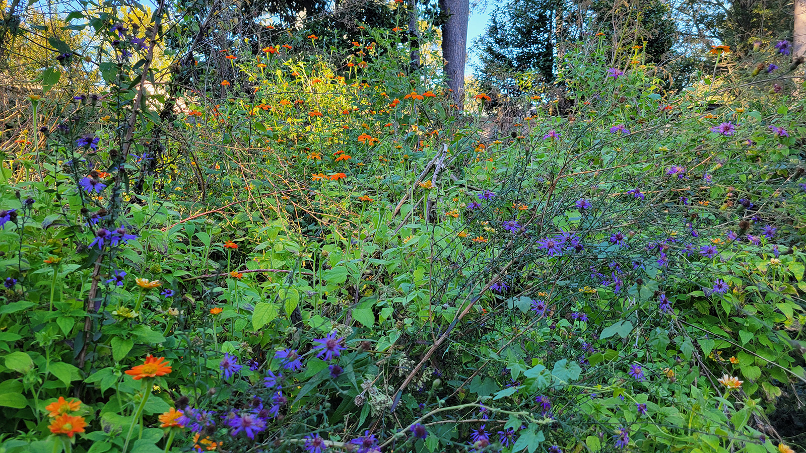 georgia-asters-mexican-sunflowers-20241018-2-1600