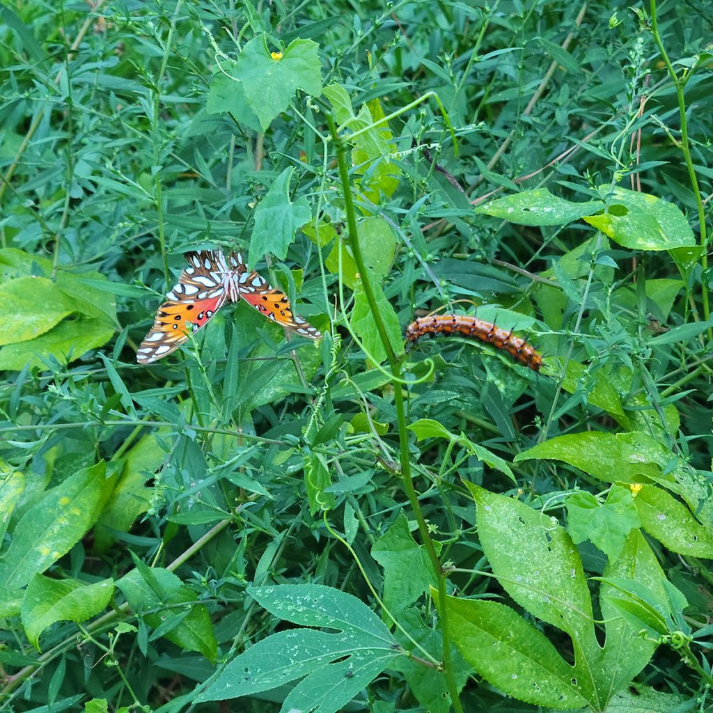 gulf-fritillary-butterfly-caterpillar