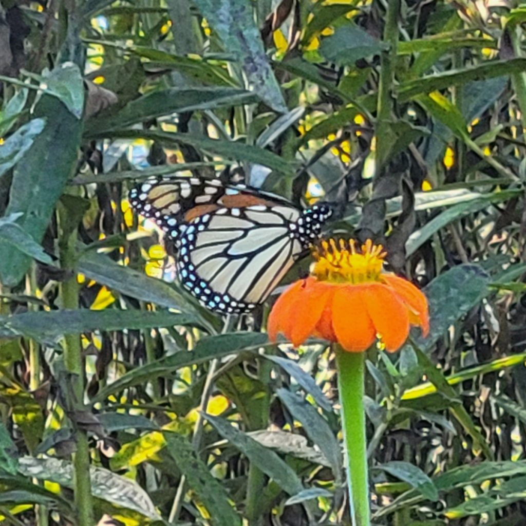 monarch-butterfly-20241010-3