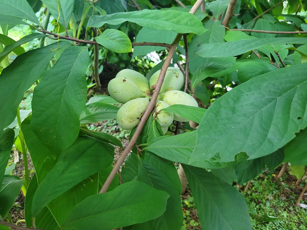 pawpaw-20240803