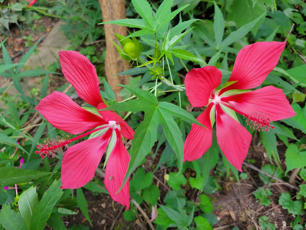 scarlet-rose-mallow