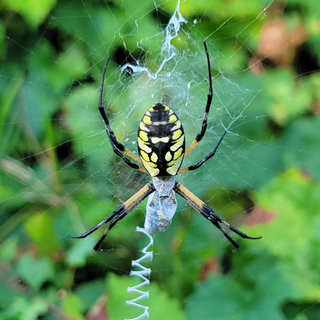 yellow-garden-spider-20240919