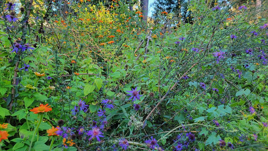georgia-aster-and-tithonia-2-20241018