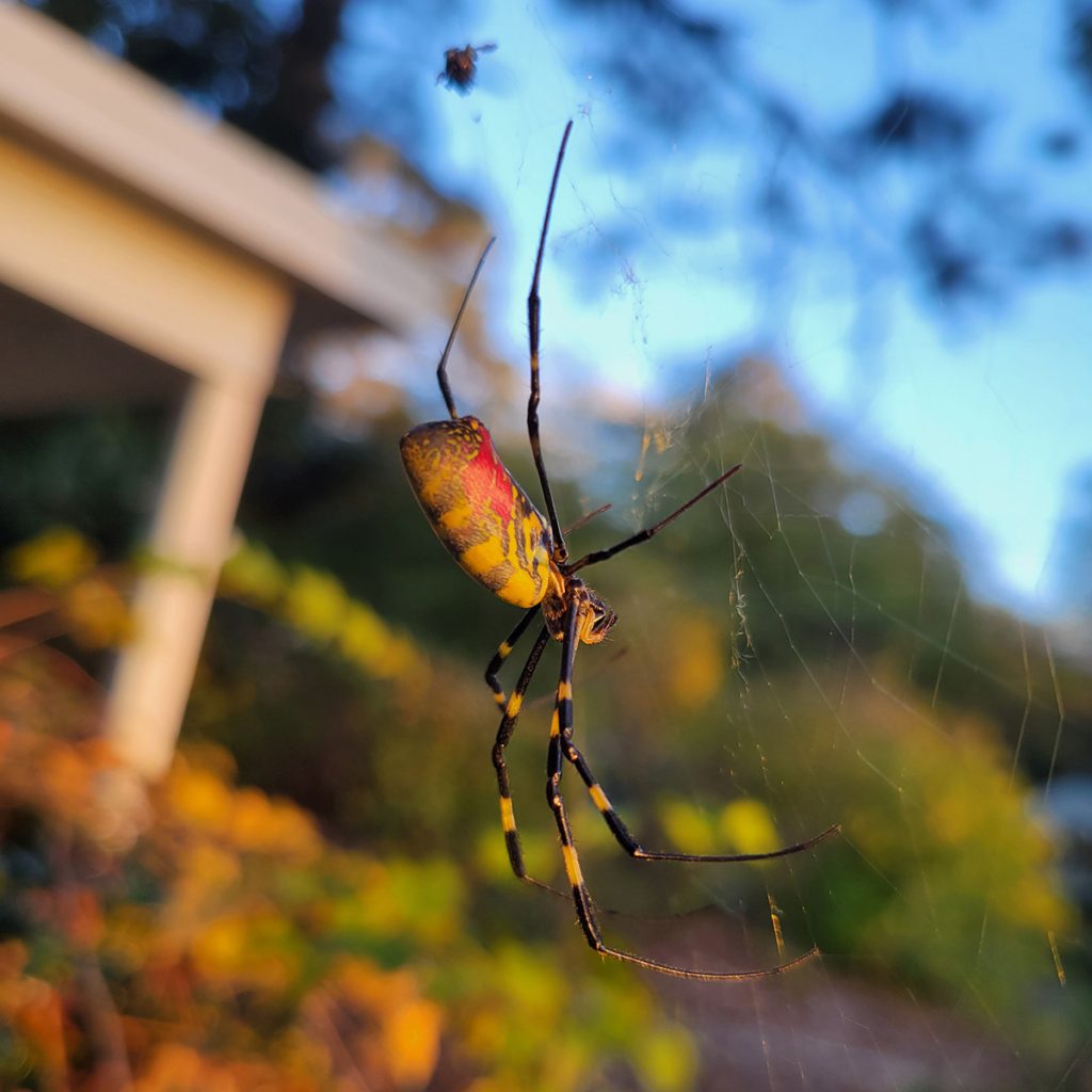 joro-spider-2-20241111
